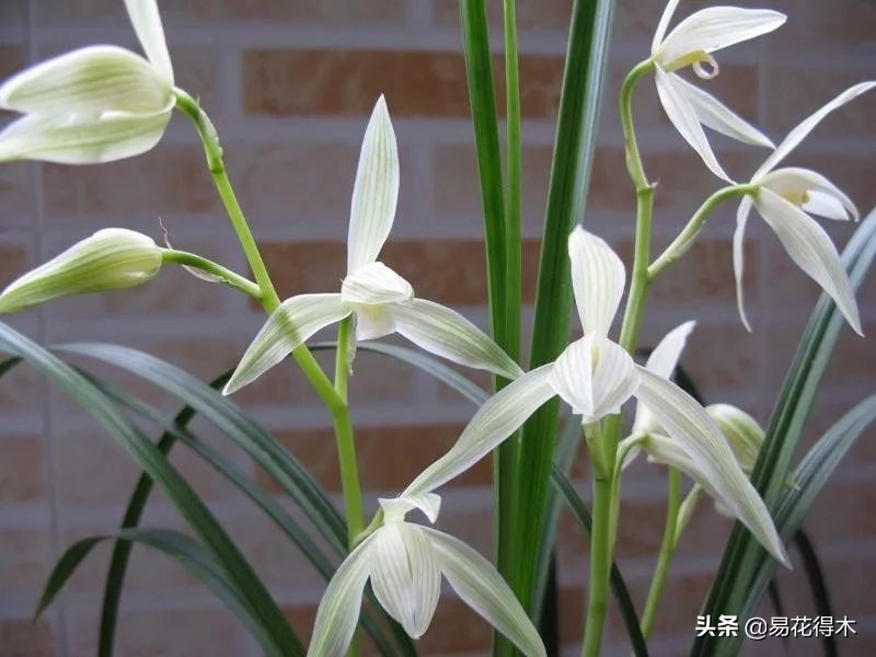 大雪素莲瓣兰和剑阳蝶多少钱一苗,莲瓣兰大雪素和老种大雪素的区别