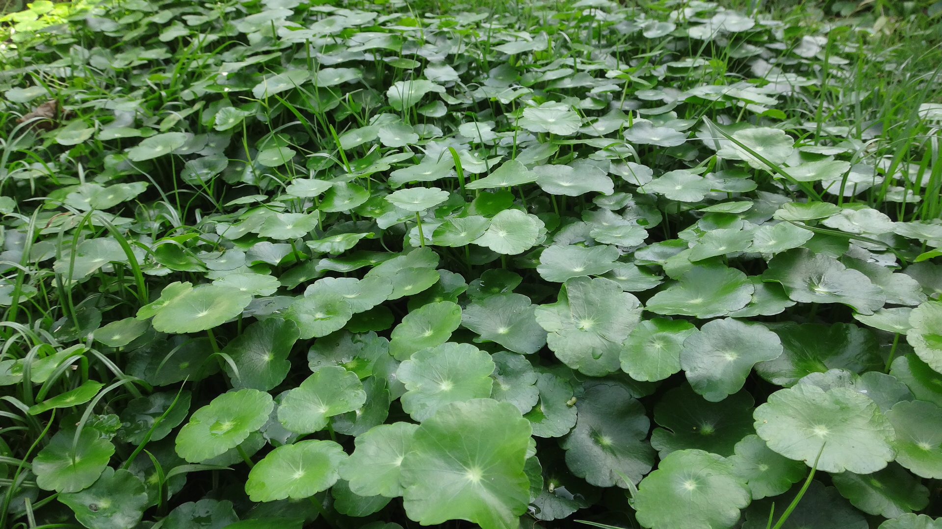 中药连钱草的彩色图片,广金钱草中药材