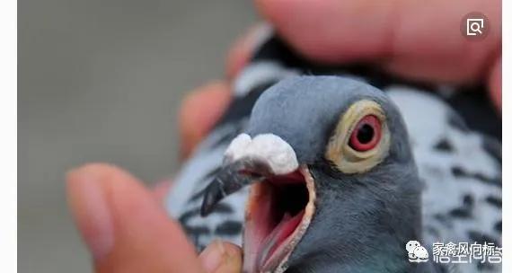 鸽子黑舌头,鸽子舌头肿大带白色