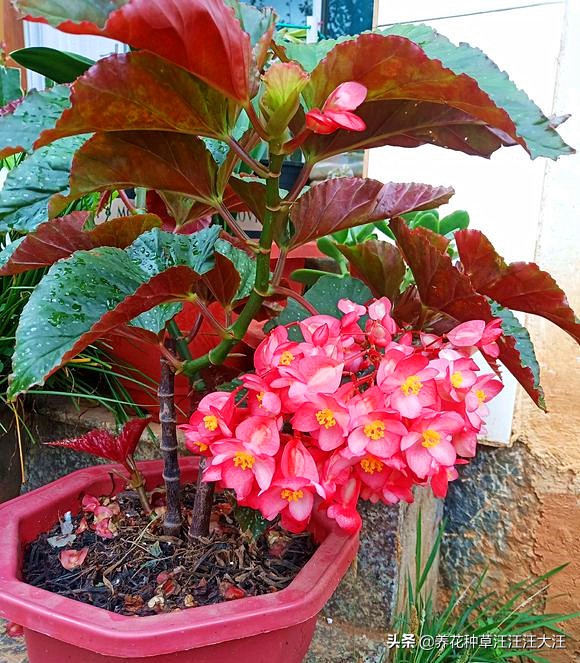 竹节海棠掉花怎么办,竹节海棠为什么爱掉花朵