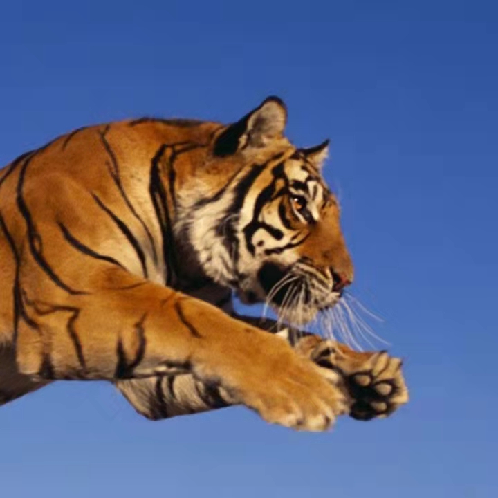 鬼谷子算自己有没有孩子,鬼谷子断子绝孙了吗