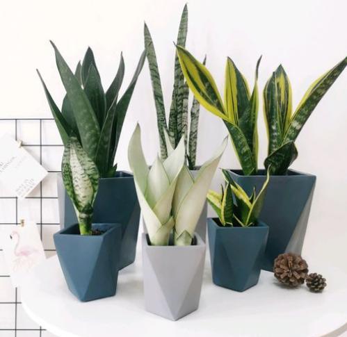 自制养花营养液不招虫子,养花用的营养液是怎么做的