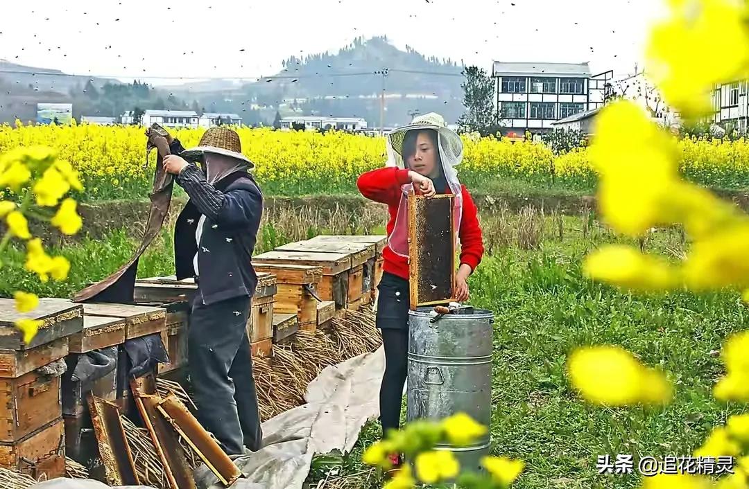 揭露蜂蜜的真相,揭露造假蜂蜜