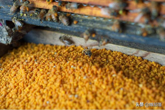 为啥3日龄内蜜蜂幼虫只吃蜂王浆？营养只是其一，还有应急作用