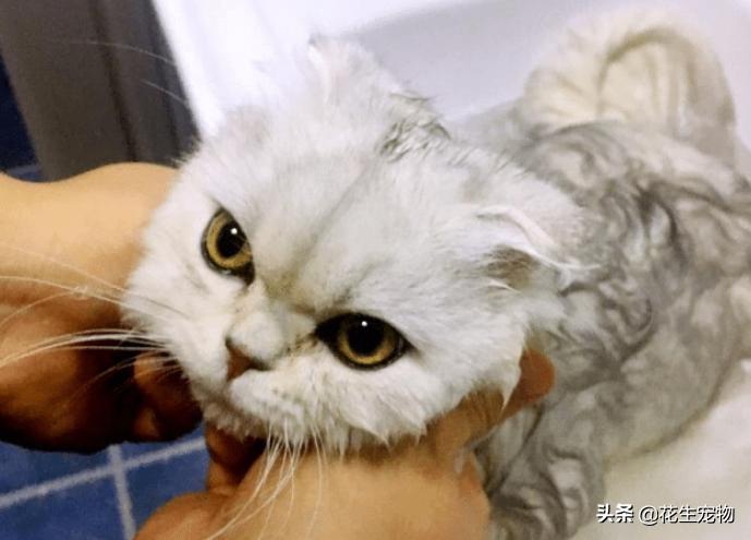 新手铲屎官怎么给猫咪药浴,铲屎官们怎么给猫狗洗澡