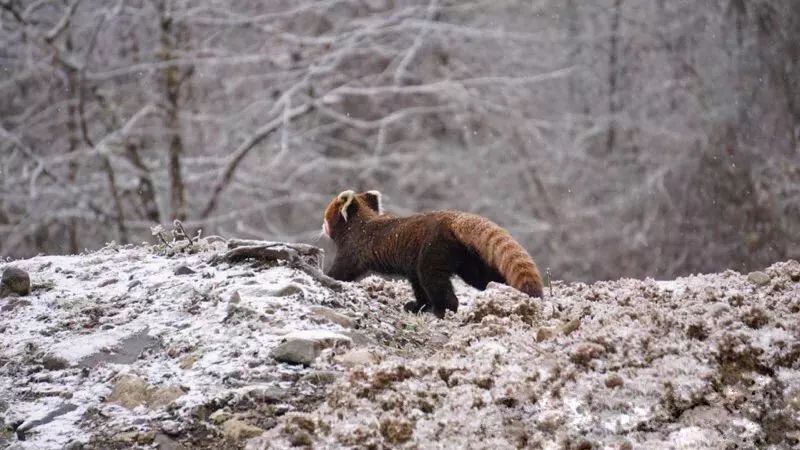 成都附近看雪一日游推荐表,成都周边轻徒步玩雪一日游