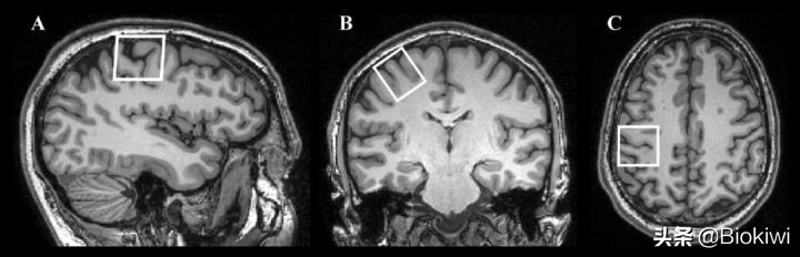 招财猫是是左撇子还是右撇子？