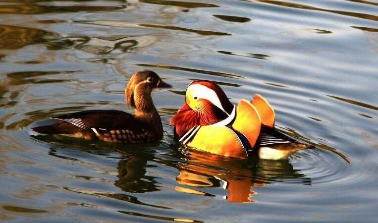 终身一夫一妻动物有哪些,终生一夫一妻的动物