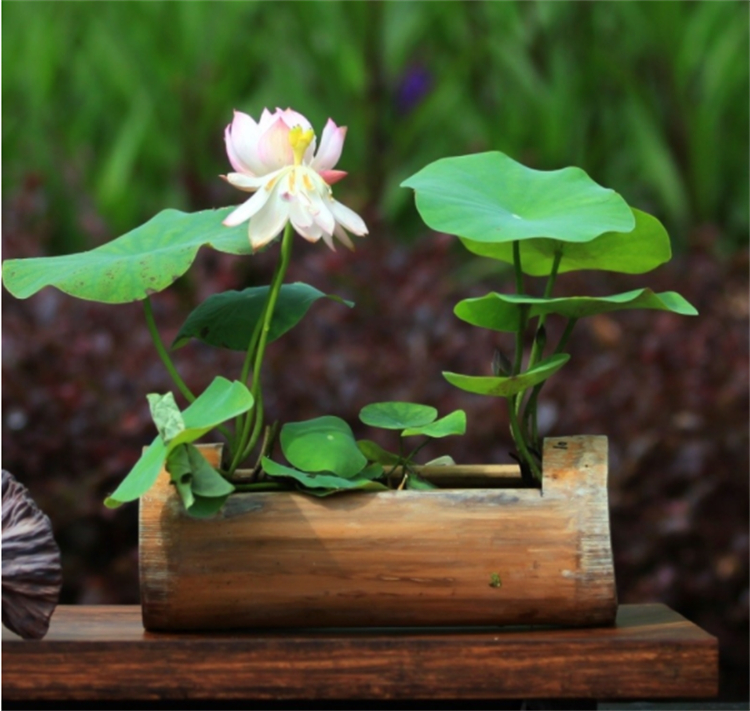 睡莲的特点简单明了,睡莲怎么全开