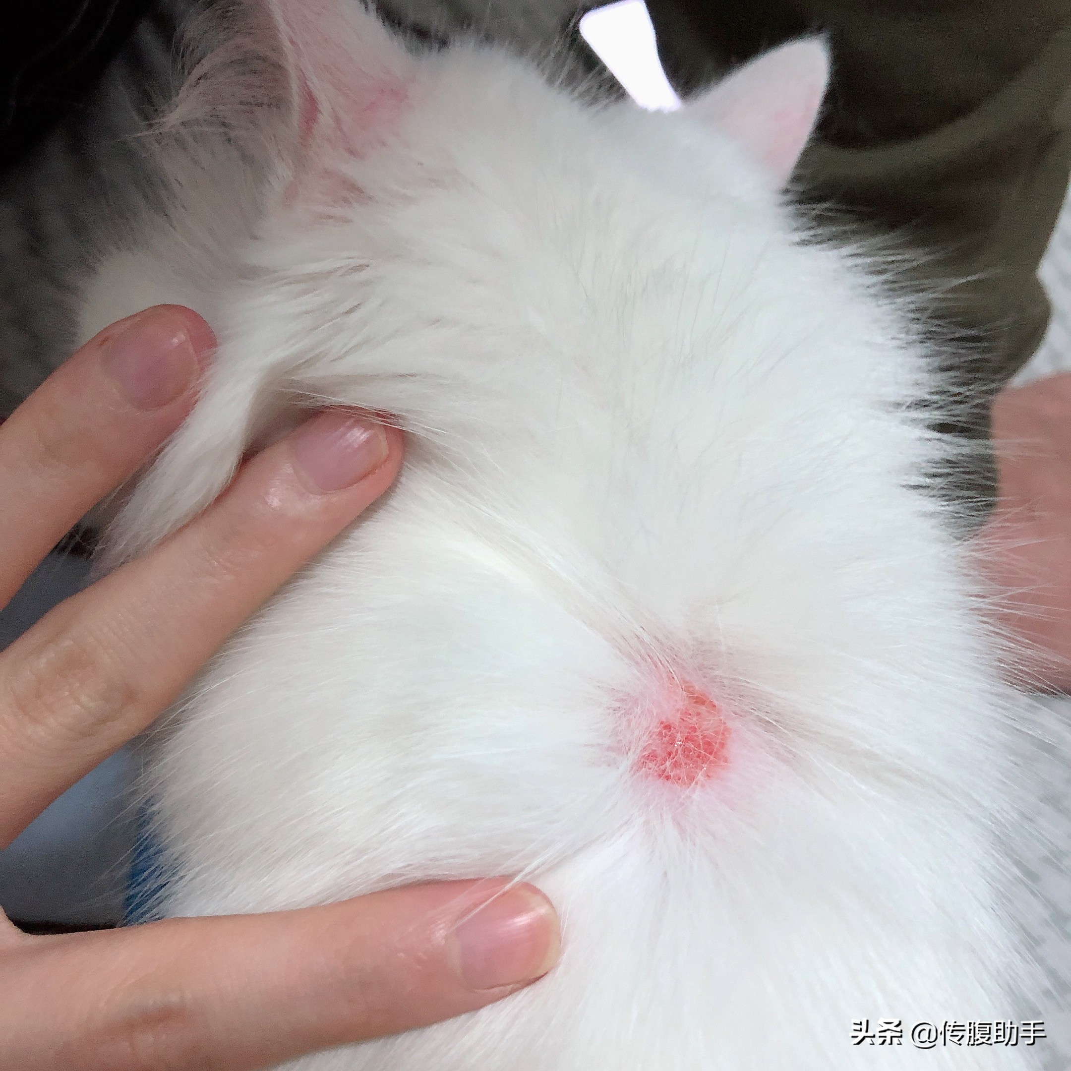 猫传腹打针脖子会烂吗,猫传腹打针很疼怎么办