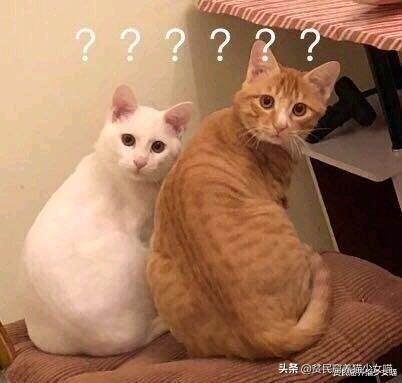 遛狗需要给狗戴口罩吗,疫情情况下遛狗需要给狗戴口罩吗