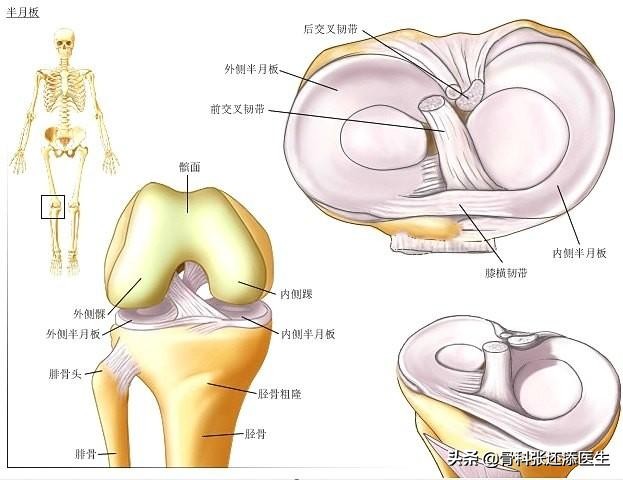 膝盖弯曲总是响是怎么回事,走路膝盖咯咯响有什么治疗方法