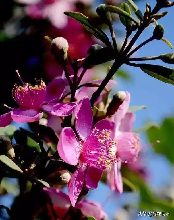 桃金娘的正确使用方法,桃金娘1月份怎么养