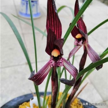 隆昌素“云顶香”险些绝迹的旧事