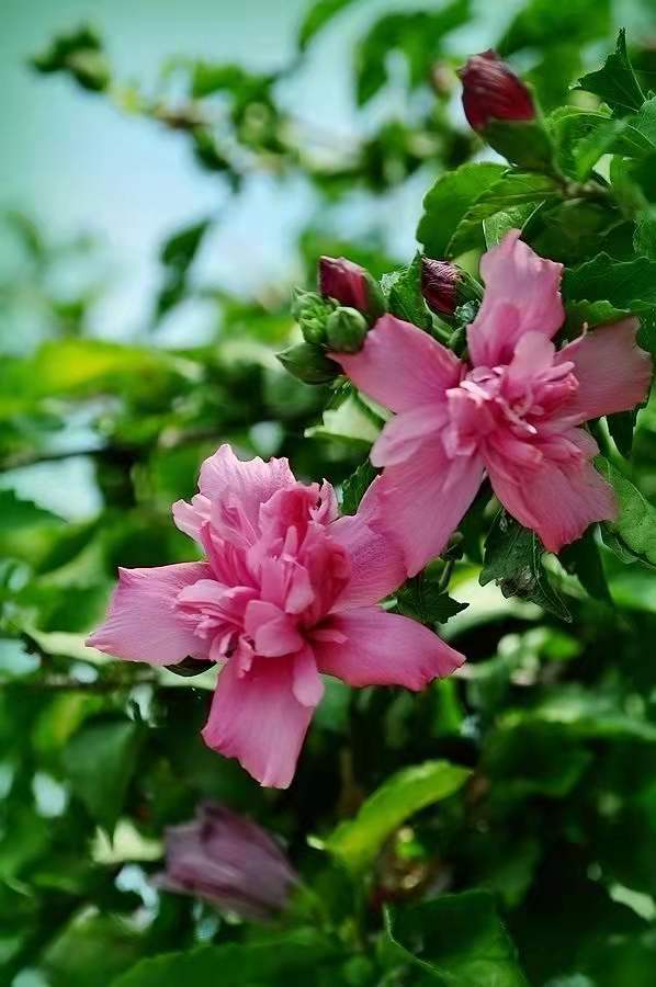 代表中国的国花有哪些,中国的各国的国花是什么花