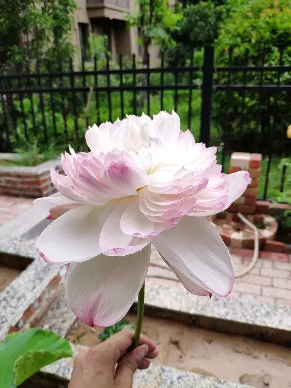 水缸种莲藕吃不完,旧水缸种莲藕的方法