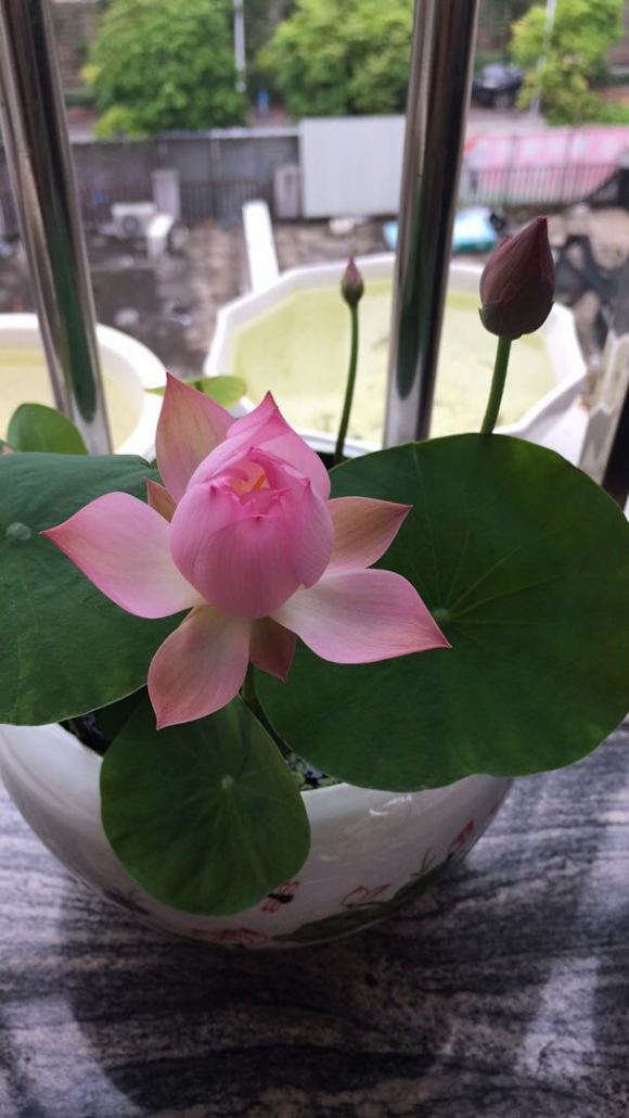 碗莲种几长时间才开花,怎样种碗莲当年开花