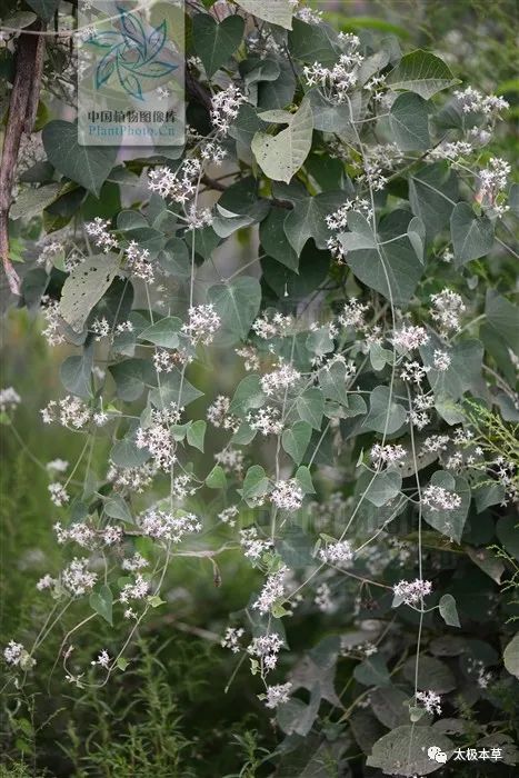 鹅绒藤是草本吗,鹅绒藤汁液