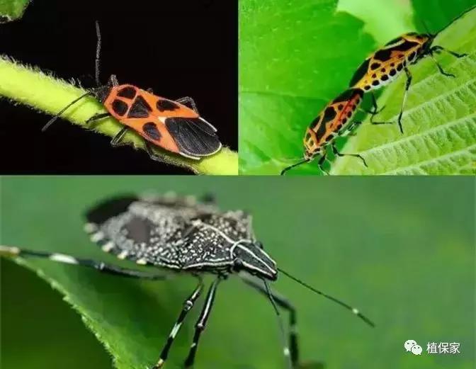 大棚草莓常见病虫害防治方法,南京地区草莓病虫害防治的现状