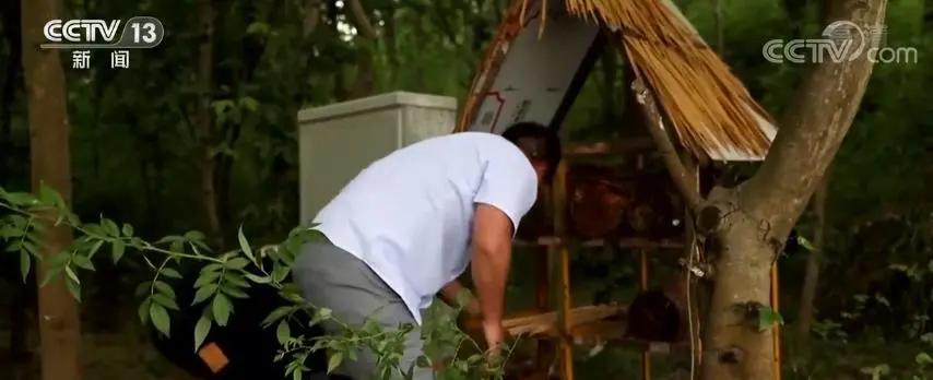 为了保护它们，广东实施这个工程