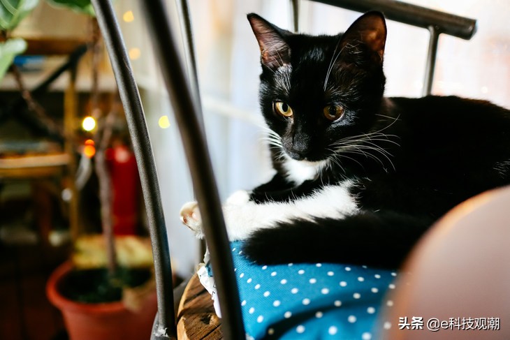 佳能eosm6mark2发布会,佳能EOSM6Mark2全新