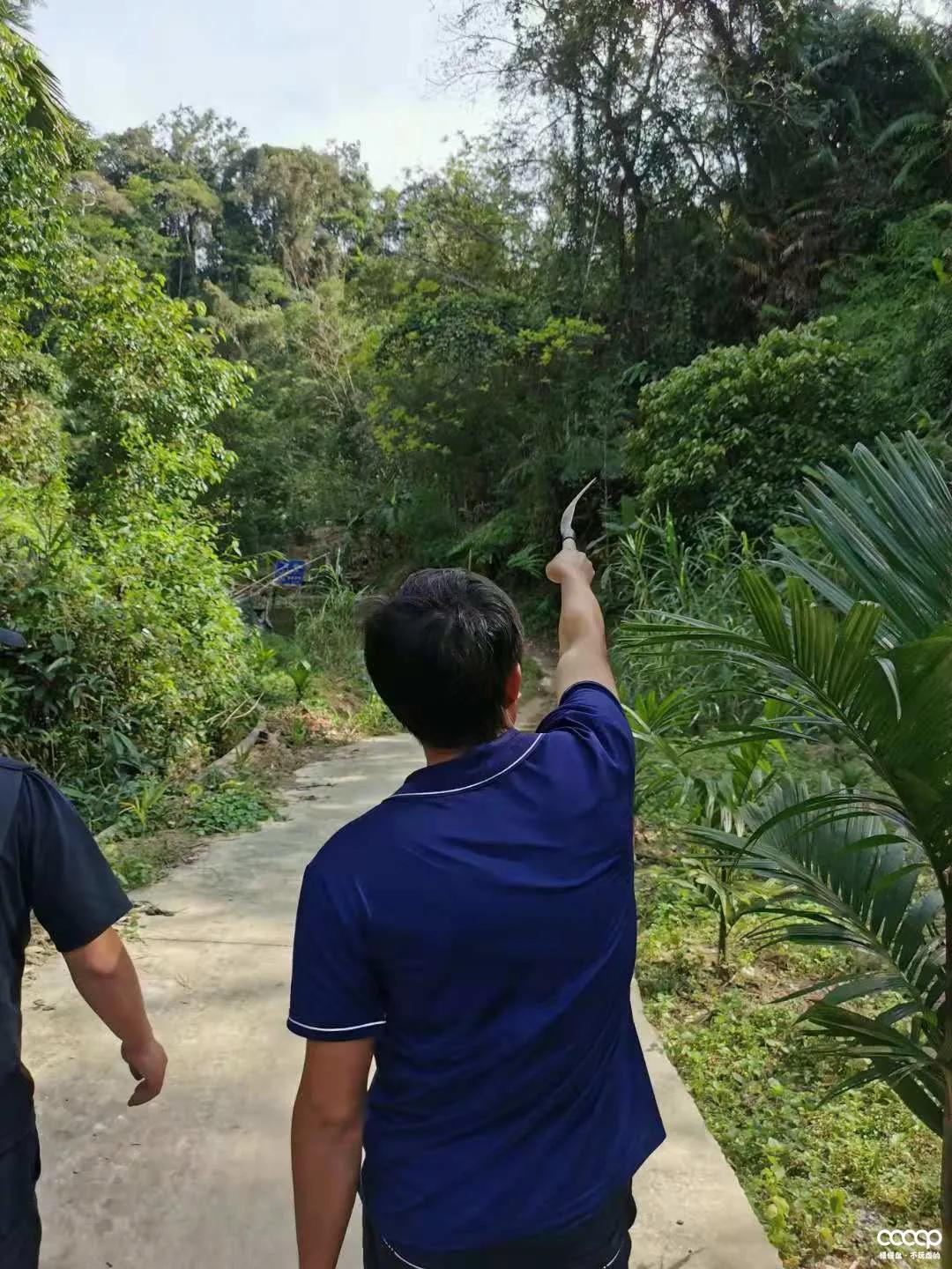 星月五指山料和毛感料区别,海南毛感星月介绍