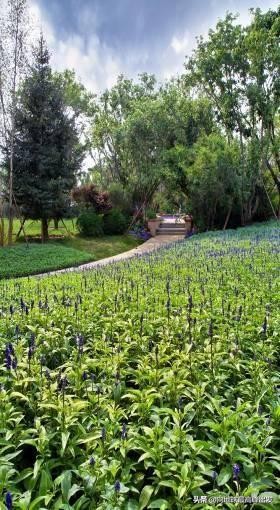 景观草花养护技术大全,景观树木种植技法分析