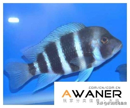 慈鲷品种及图片,慈鲷科都有哪些厉害的品种