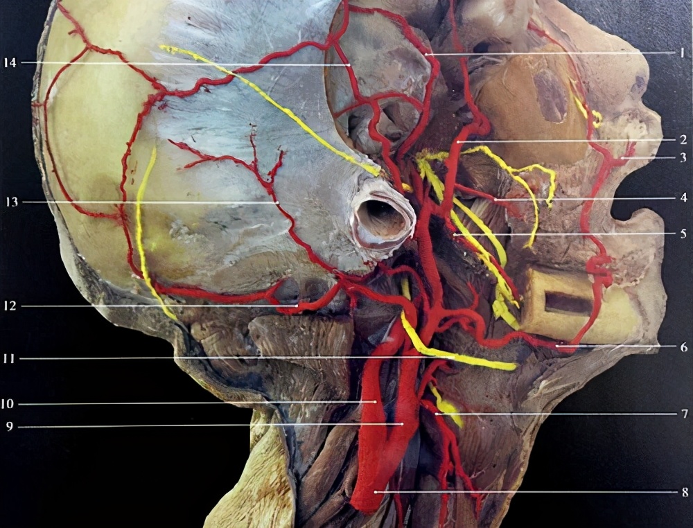 舌下神经受损症状图片,舌下神经损伤后的表现怎么治疗