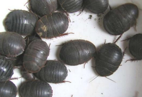 土元养殖能赚到钱吗,土元养殖套路