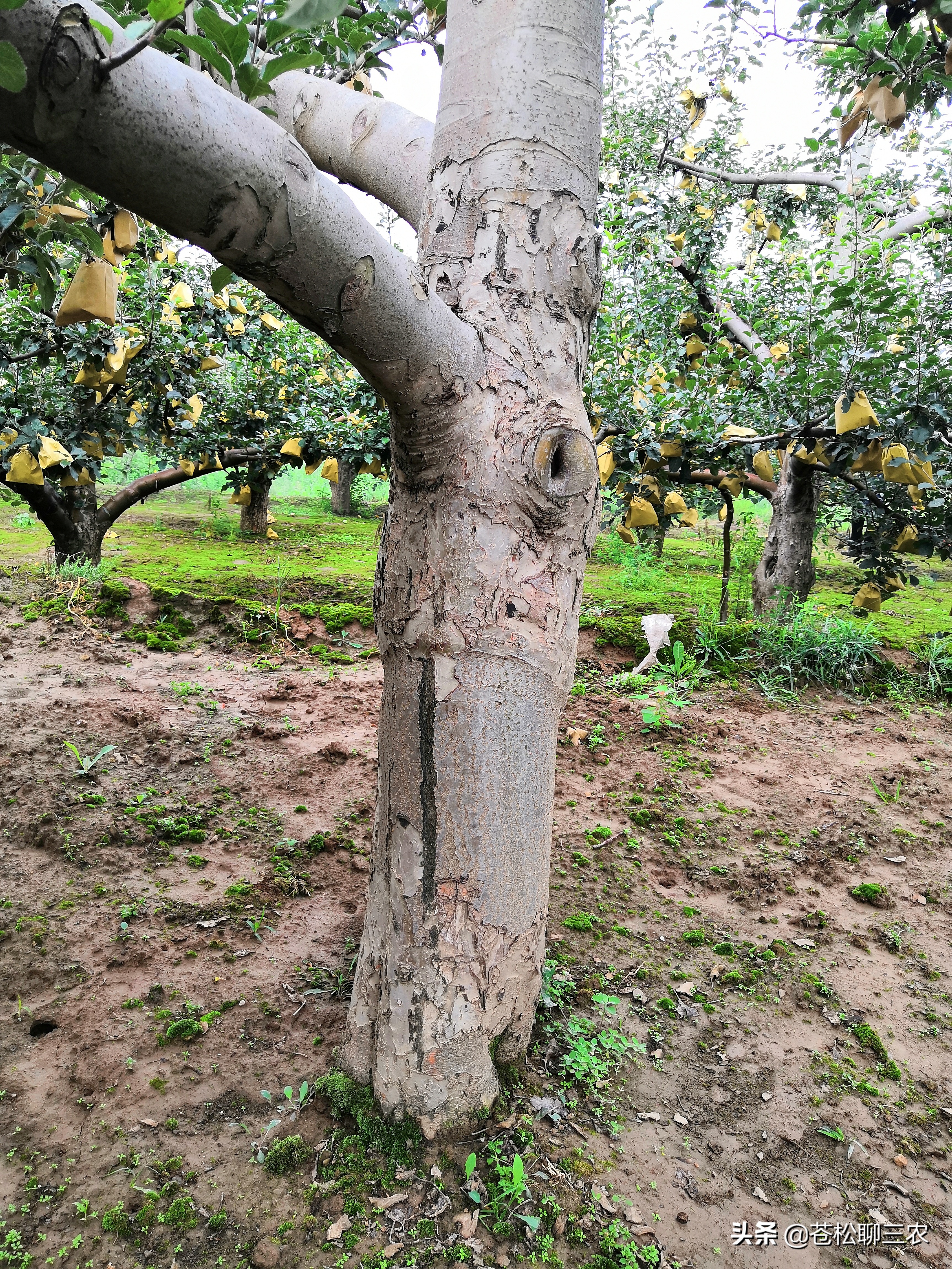 树裂口怎么回事,果树枝干裂皮什么原因