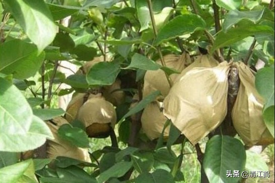 梨子果锈什么原因,梨子果锈怎么去除