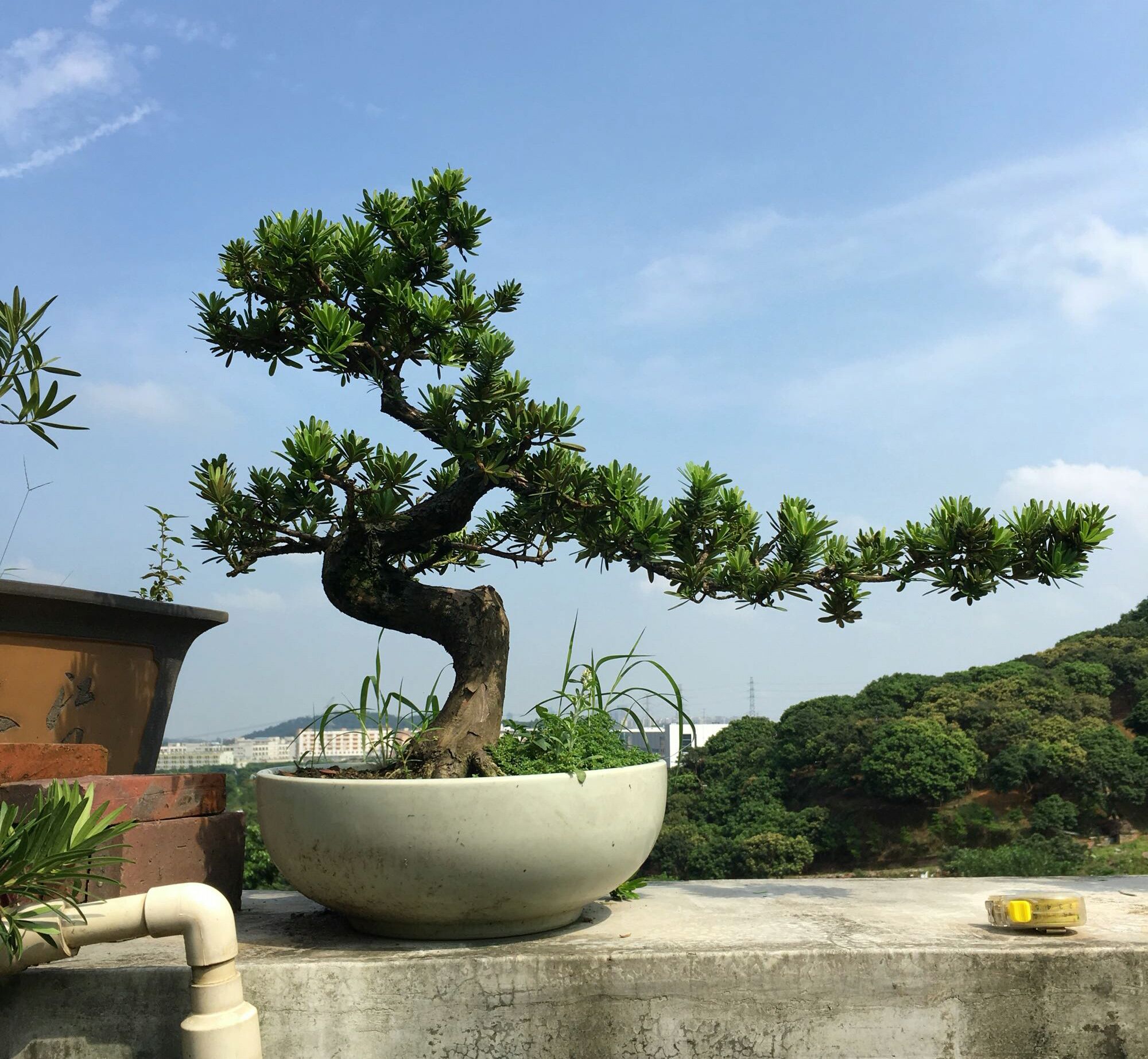 罗汉松盆景的造型与养护技巧,罗汉松盆景养护管理要点有哪些