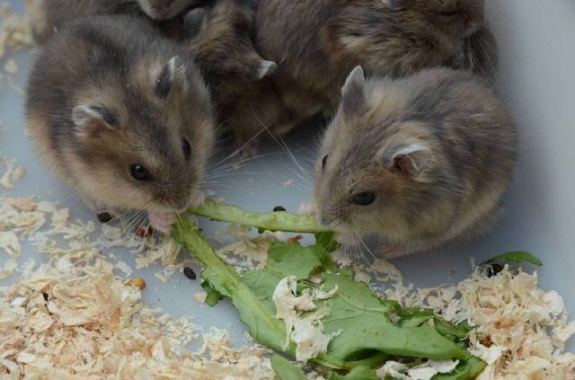 新手养仓鼠的仓鼠木屑怎么选择,养仓鼠的小知识学生