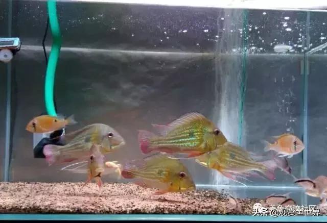 食土鲷一般多大尺寸,食土鲷哪个品种小一点