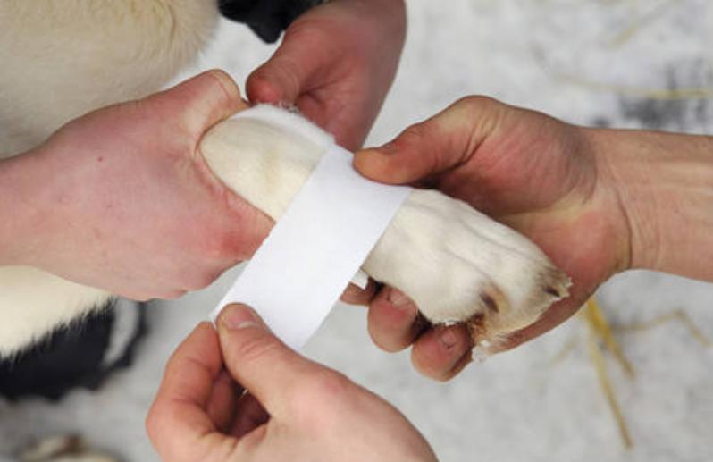 狗狗舔了自己的伤口怎么办,被狗狗舔到伤口超过24小时