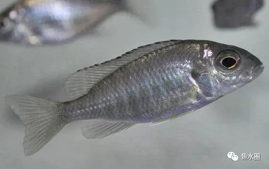 三湖慈鲷马鲷孔雀珍珠系能长多大,三湖慈鲷之孔雀