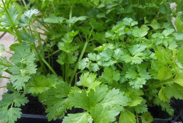 阳春三月看杨花,阳春三月看花香