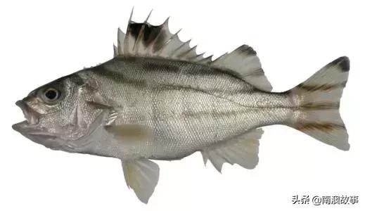 南澳渔民捕鱼视频,南澳渔民出海