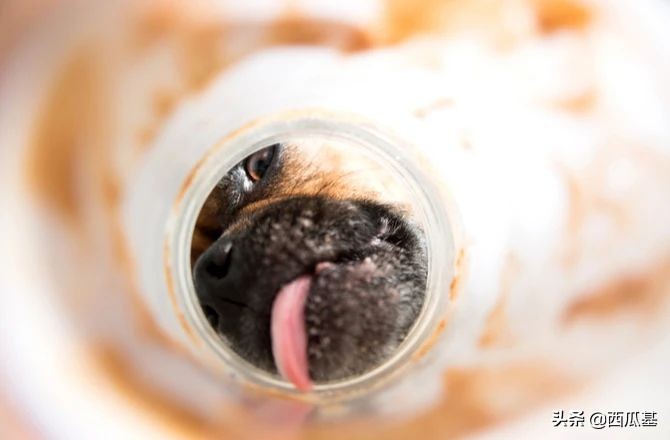 自制可以养迷你宠物玩具教程,自制狗屋玩具