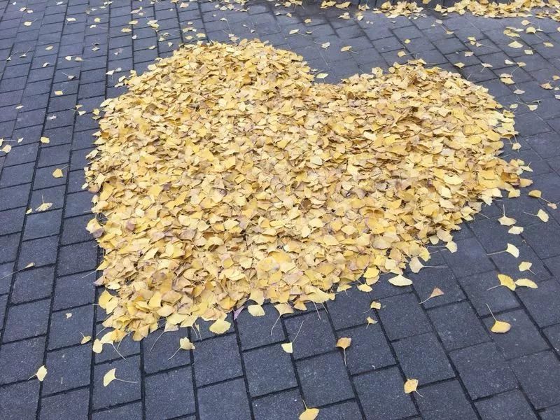 上海银杏叶打卡的地方,上海周边哪里有银杏叶
