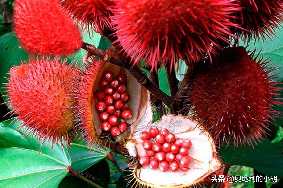 芝士好吃在哪,哪种芝士好吃又营养