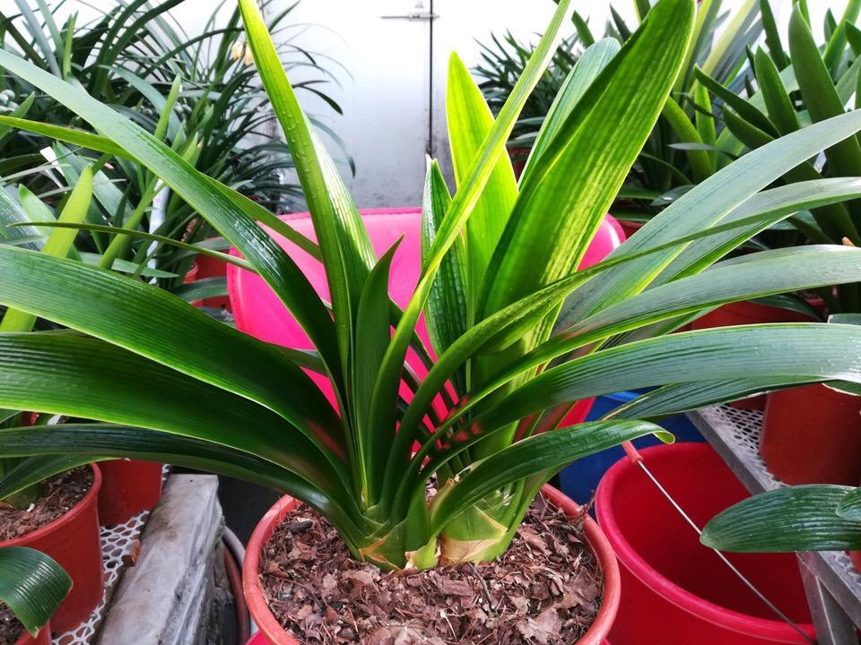 君子兰换盆的正确方法和注意事项,君子兰换盆注意事项及图解