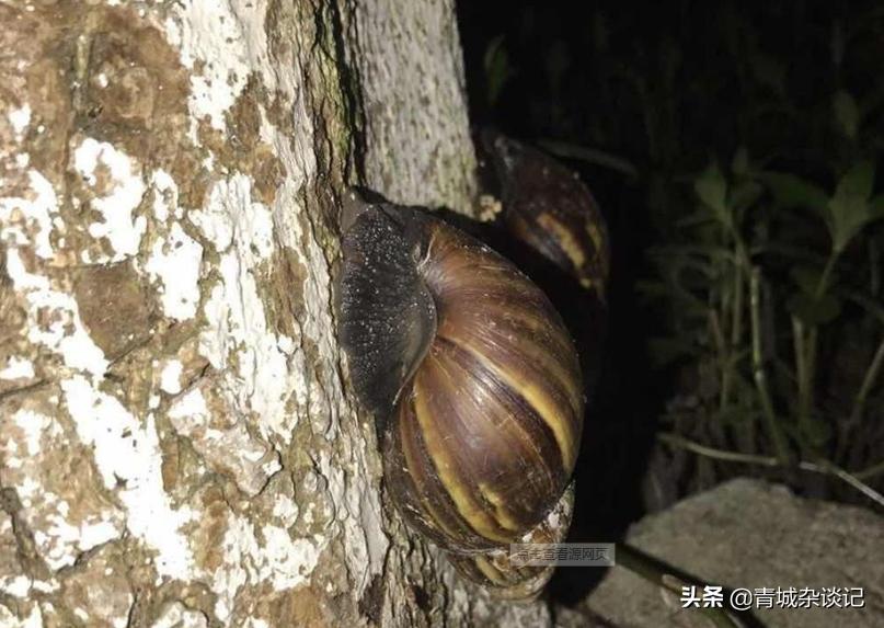 非洲蜗牛足有2斤重，入侵我国多年，云南河口被迫更换蔬菜品类