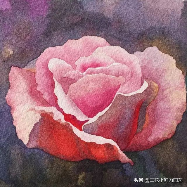 100种花卉绘画,100多张花卉线描手稿素材赶快收藏