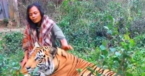 女子放生老虎5年后相遇视频,国外一男子放生老虎5年后相遇
