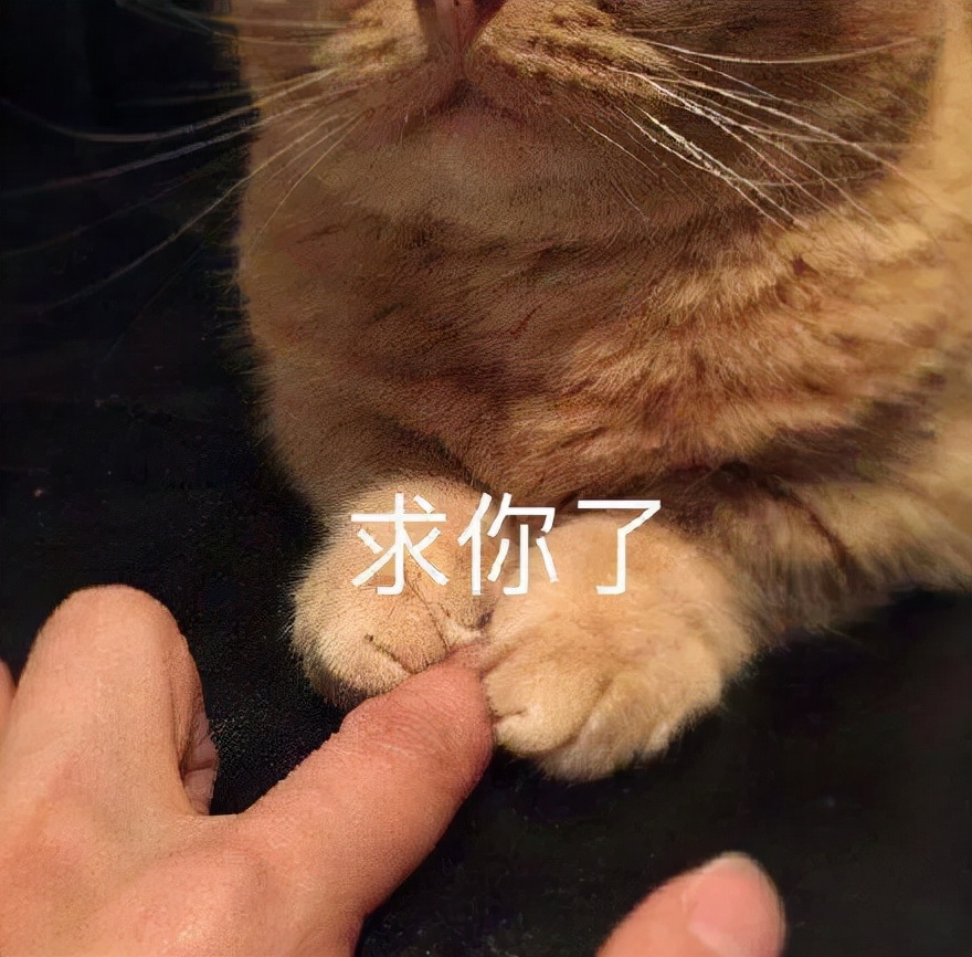 宿舍为什么不可以养猫,该不该在宿舍养猫