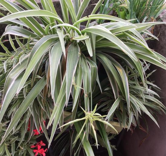 水养富贵竹如何防蚊产卵,富贵竹花盆里的小飞虫怎么办