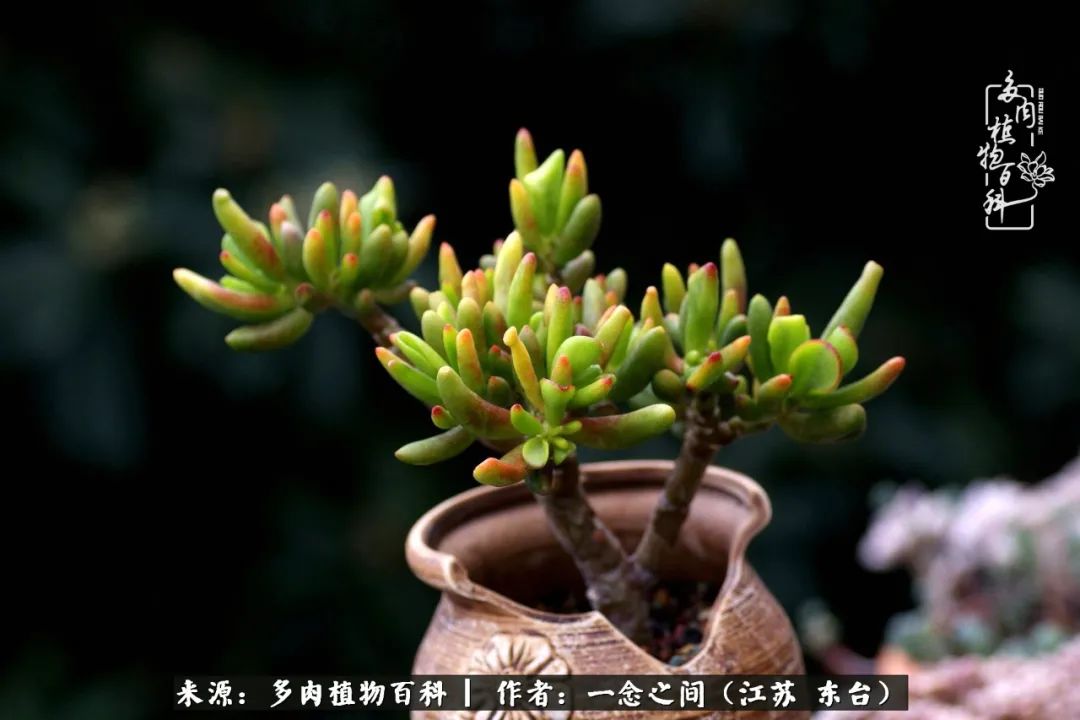 一见多肉误终生,一见多肉误终生从此钱包成路人