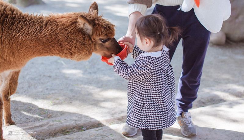 上海亲子旅游攻略迪士尼,上海迪士尼旅游推荐带孩子